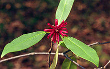 Illicium floridanum1UGA.jpg