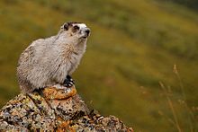 Marmota caligata (EH).jpg