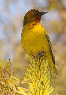 Ploceus capensis -Johannesburg, South Africa -male-8.jpg