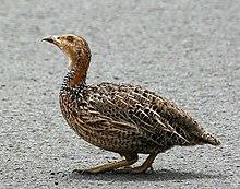 Red-winged Francolin (Francolinus levaillantii) from side, b.jpg