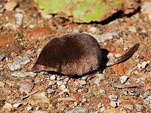 Sorex minutus.jpg