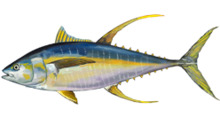 Thunnus albacares.png