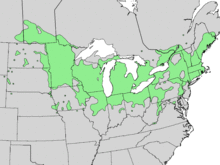 Viburnum lentago range map 3.png