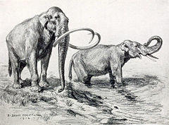 Mammuthus columbi.jpg