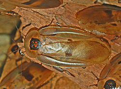 Blaberidae - Blaberus giganteus.JPG