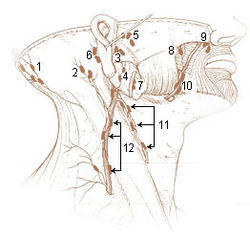 Illu lymph chain01.jpg
