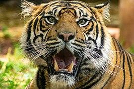Sumatran tiger at Paignton Zoo.jpg