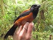 Hooded Pitohui 1.jpg