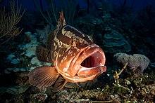 2017, cuba, jardines aggressor, los indios, nassau grouper maw (36883128693).jpg