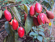 Connarus paniculatus 13.JPG