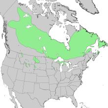 Juniperus horizontalis range map 1.png