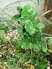 Lundy Cabbage.JPG