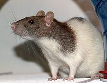 An agouti-colored, variegated hooded fancy rat