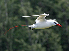 Red-tailed Tropicbird RWD2.jpg