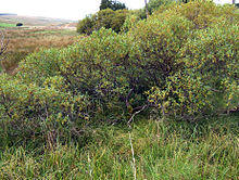 Salix pentandra0.jpg