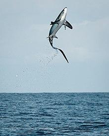 Thresher Shark jumping in Costa Rica