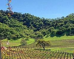 Clos la Chance Winery, Morgan Hill (I) (cropped).jpg