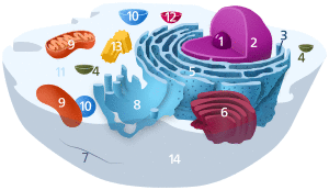 Animal Cell.svg