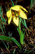 Lil euxanthum 02aHab China Yunnan Pass 4150 m 22 06 01.jpg