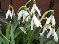 Galanthus nivalis 2202.JPG
