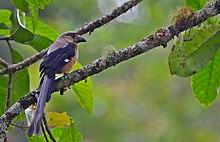 Bornean Treepie.jpg