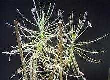 ByblisLinifloraHabitus.JPG