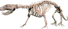 Didelphodon Clean.png