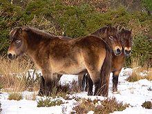 ExmoorponyPose.jpg