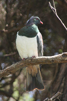 Hemiphaga novaeseelandiae -Kapiti Island-8.jpg