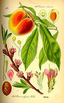 Illustration Prunus persica0.jpg