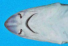 Mustelus canis head SI.jpg