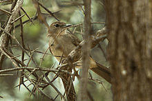 Northern Brownbul - Meru - Kenya 06 8252 (16429554424).jpg