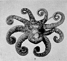 Octopus horridus.jpg