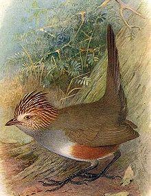 Rhinocrypta lanceolata.jpg