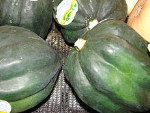 Starr 070730-7820 Cucurbita pepo.jpg