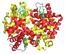 Structure of Fetal Hemoglobin (HbF).png