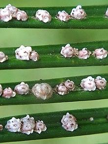 Wax Scale.jpg