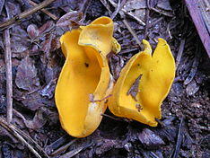 Caloscypha fulgens 42761.jpg