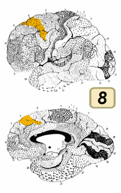 Brodmann Cytoarchitectonics 8.png