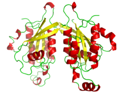 CDC42.png