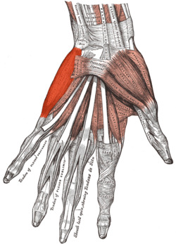 Musculus abductor digiti minimi (Hand).png