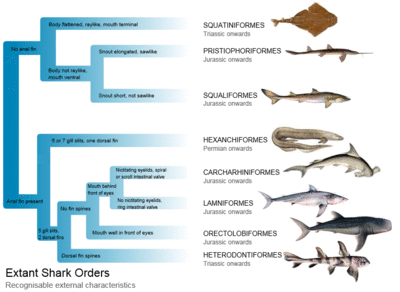 Branching diagram listing distinguishing characteristics, including mouth, snout, fin spines, etc.