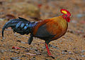 Flickr - Rainbirder - Ceylon Junglefowl (Gallus lafayetii) Male.jpg