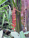 Heliconia vellerigera2.jpg