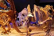 Xenosmilus.jpg