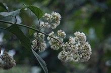 Critonia morifolia.jpg