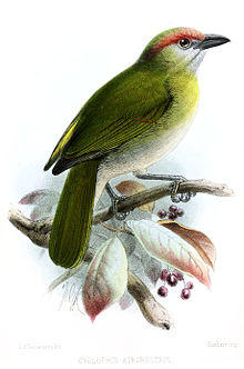 CyclorhisAtrirostrisKeulemans.jpg