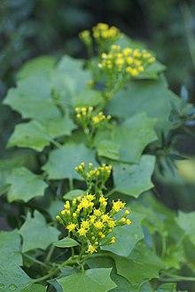 Delairea odorata - Photographed on the western side of Buena Vista Park, San Francisco.jpg