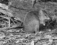 LONG-FOOTED POTOROO.jpg