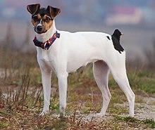 Terrier brazylijski 2.jpg